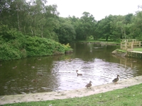 duckpond